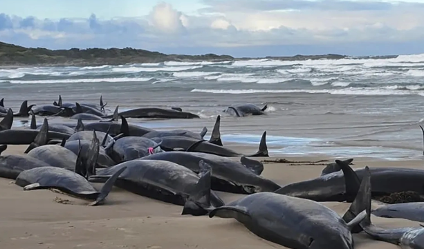 Afrikada 400-dən çox delfin özünü sahilə atıb