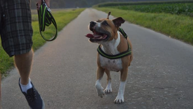 Təbrizdə it gəzdirmək qadağan edildi