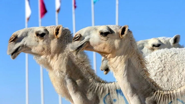 Səudiyyə Ərəbistanından diqqət çəkən addım: Dəvələrin pasportu olacaq