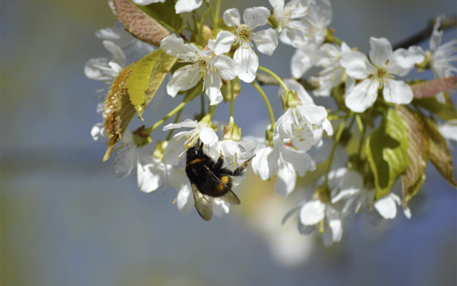 Sabah hava necə olacaq?