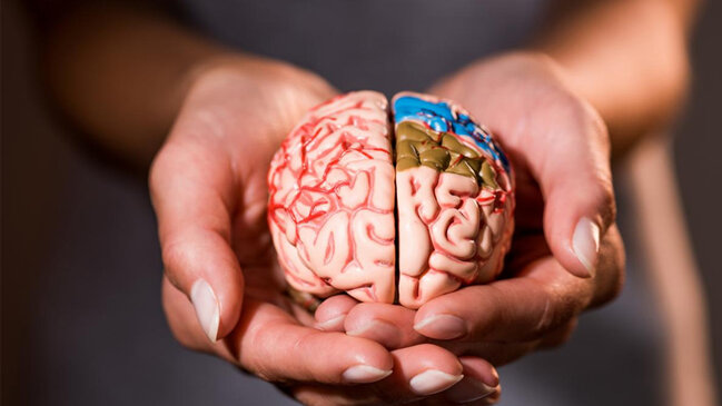 Beyin sağlamlığı üçün nə yemək lazımdır? - 7 əsas məhsul