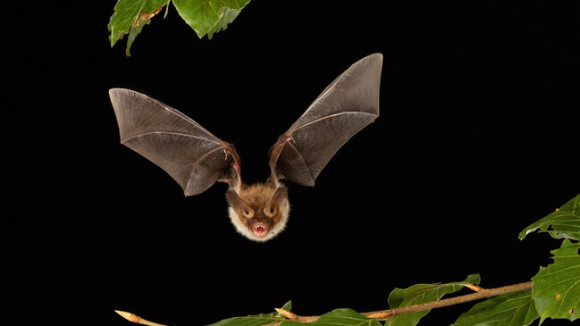 Ağcaqanadlar "vaksinasiya aləti" kimi: Çin alimləri gözlənilməz strategiya təklif edir