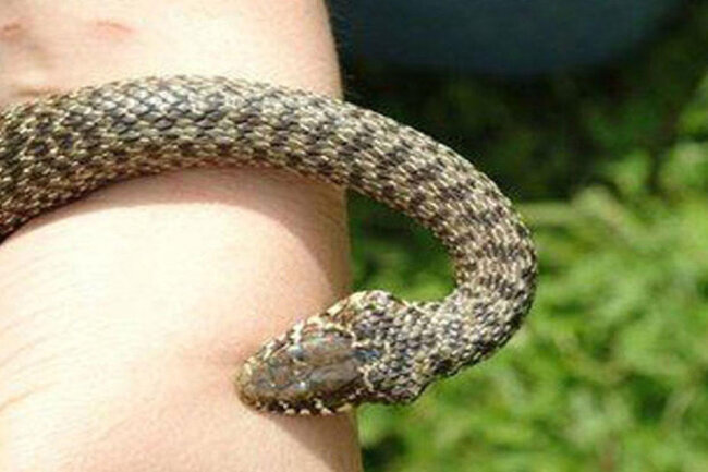 Şəmkirdə 52 yaşlı qadını ilan sancdı