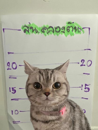 Polisə hücum edən pişik həbs olundu, pəncə izləri alındı