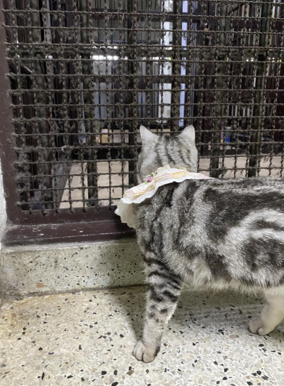 Polisə hücum edən pişik həbs olundu, pəncə izləri alındı