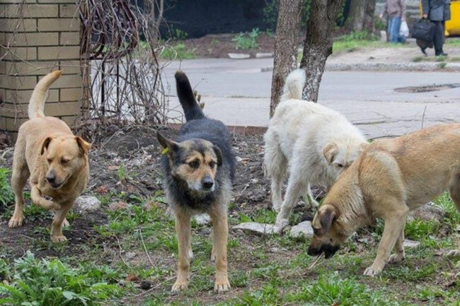 İnsanların etdiyi, itlərin dözə bilməyəcəyi 4 şey: Maraqlıdır