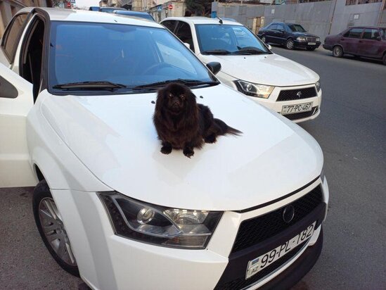 Bakıda oğurlanan bu it axtarılır - FOTO