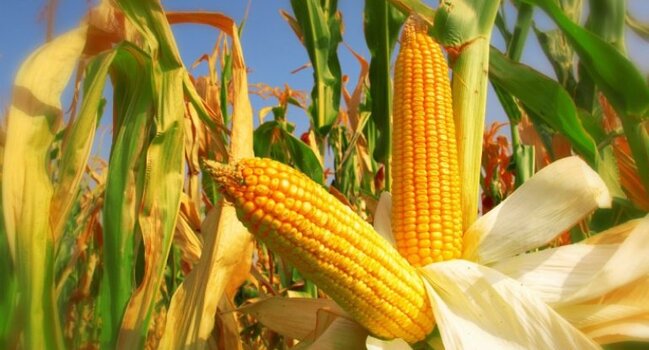 Həm arıqladır, həm gözəlləşdirir