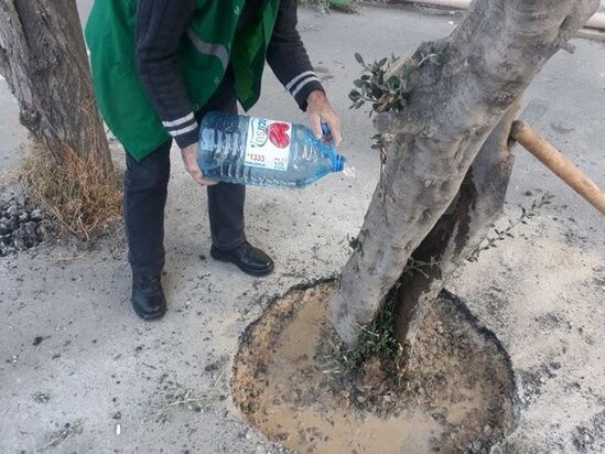 Bakıda ağacların dibi betonlanıb: Yaşıllaşdırma idarəsindən AÇIQLAMA - FOTO