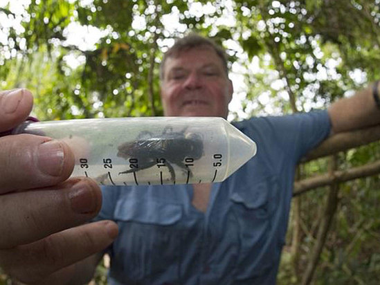 Dünyanın ən böyük arısı aşkarlandı - məhv olmuş sayılırdı - VİDEO - FOTO