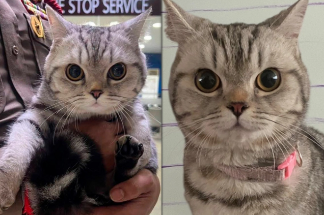 Polisə hücum edən pişik həbs olundu, pəncə izləri alındı