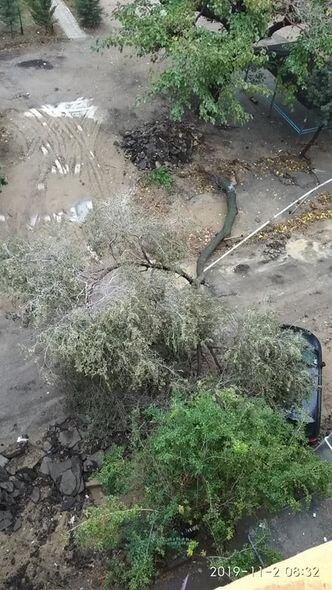 Güclü külək ağacı tanınmış yazarın maşınının üstünə aşırdı - FOTO