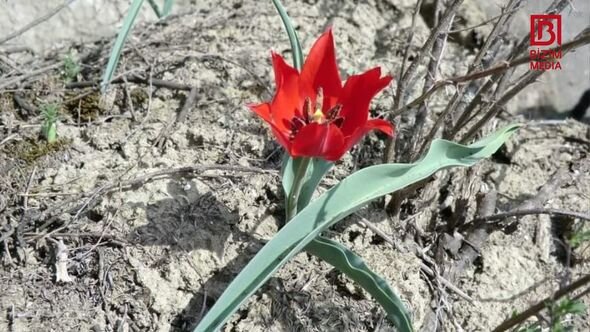 Azərbaycanda Kapadokya ilə müqayisə edilən yeni milli park yaradılır - FOTO