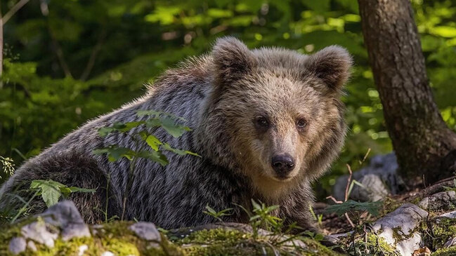 İtaliyada ayılar mutasiyaya uğrayıb və qeyri-adi davranırlar: Səbəb nədir?