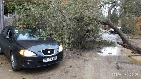 Güclü külək ağacı tanınmış yazarın maşınının üstünə aşırdı - FOTO