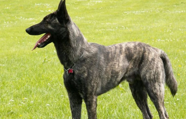 Oğurladığı itlə gəzməyə getdi: 25 günlük həbs edildi