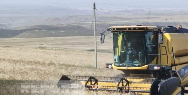 Goranboyda bu il 23 min hektara yaxın sahədə taxıl biçilib