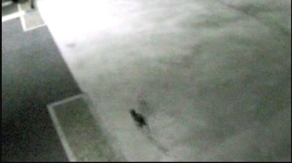 Küçələrdə "zəhərli pişik" dolaşır: Əhaliyə xəbərdarlıq edildi - FOTO