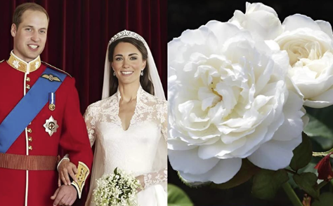 Bu güllərə onların adları verildi - Fotolar