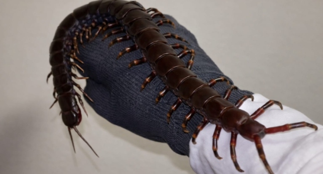 Dünyanın ən böyük çoxayaqlısı: İnsan üçün təhlükəlidir