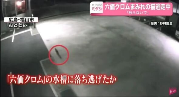 Küçələrdə "zəhərli pişik" dolaşır: Əhaliyə xəbərdarlıq edildi - FOTO