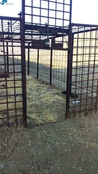 Azərbaycanda hər kəsi ŞOKA SALACAQ HADİSƏ: tələ qurur və nizə ilə... - FOTO