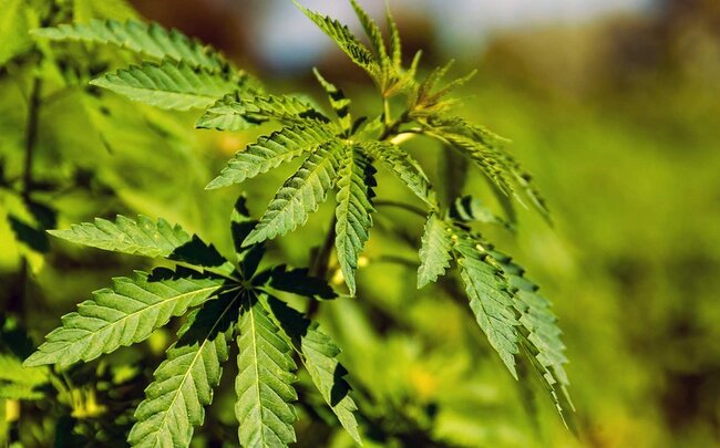 Qazaxda çətənə yetişdirən qadın saxlanılıb