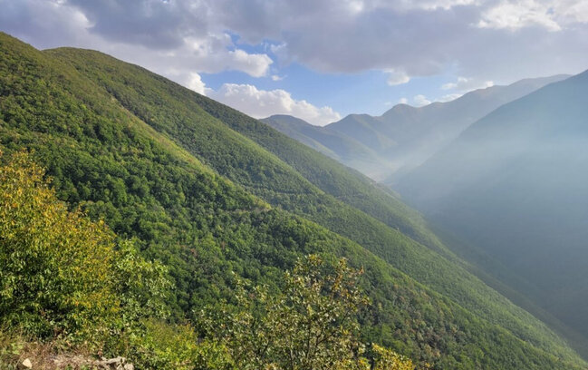 Rəisinin öldüyü meşədə yüzlərlə ağac kəsildi