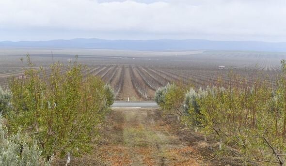 İlham Əliyev "Şəki-Oğuz" Aqroparkında yaradılan şəraitlə tanış olub - YENİLƏNİB + FOTO