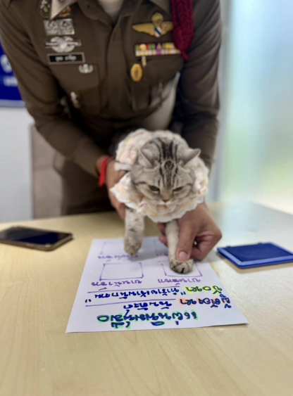 Polisə hücum edən pişik həbs olundu, pəncə izləri alındı