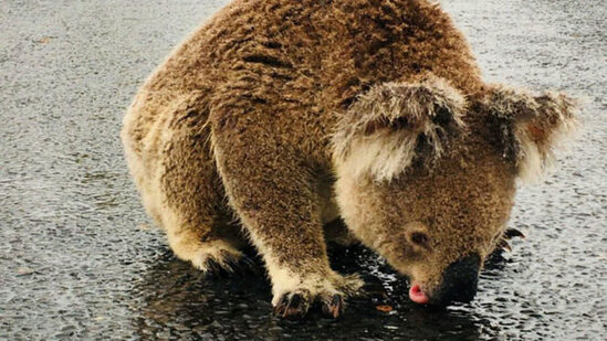 Koalaların nəsli kəsilə bilər - Avstraliyadakı yanğınların yeni fəsadı