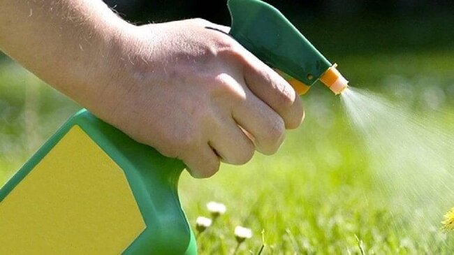 Kimyəvi maddə istifadə etmədən alaq otlarını yox edən sadə üsul