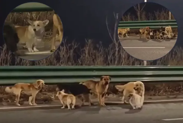 Yeddi it qəssabxanadan qaçdı: 17 kilometr uzaqlıqdakı evlərinə qayıtdılar