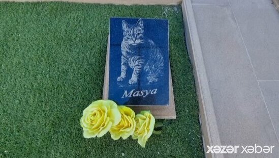 Pişiyin qəbiristanlıqda basdırılması ilahiyyatçıların etirazına səbəb oldu - VİDEO