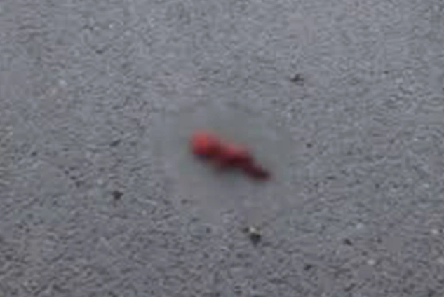 Bakıda parkdan körpə dölü tapıldı