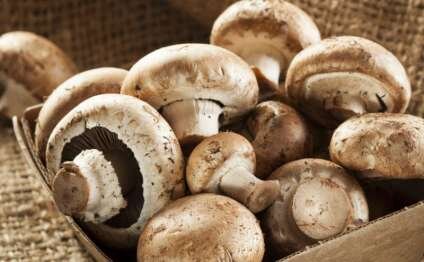 Daha bir nəfər göbələkdən zəhərlənib