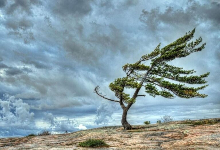 Küləkli hava ilə bağlı XƏBƏRDARLIQ EDİLDİ – Bu tarixdə…