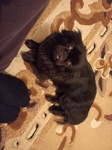 Bakıda oğurlanan bu it axtarılır - FOTO