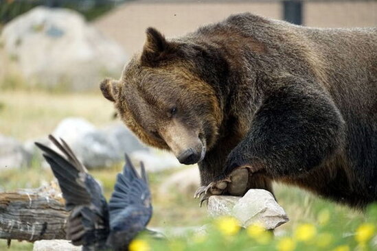 Dünyanın ən böyük ayıları təhlükə qarşısında: Xəstə quşları yeyib kor olurlar - FOTO