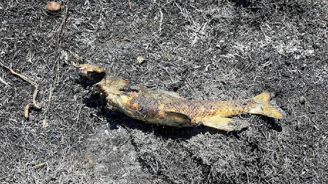 Qeyri-adi hadisə: Qartal elektrik xəttinə balıq atdı, yanğın başladı