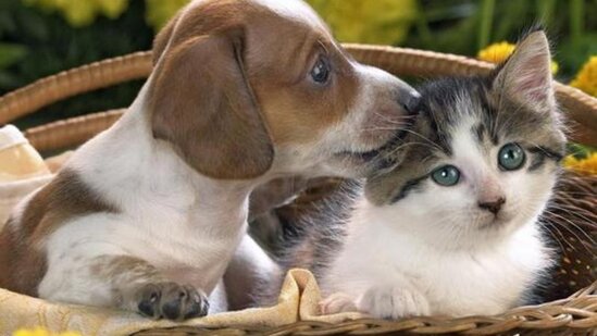 Ev heyvanı saxlayanlara XƏBƏRDARLIQ: Mütləq bunu etməlidirlər