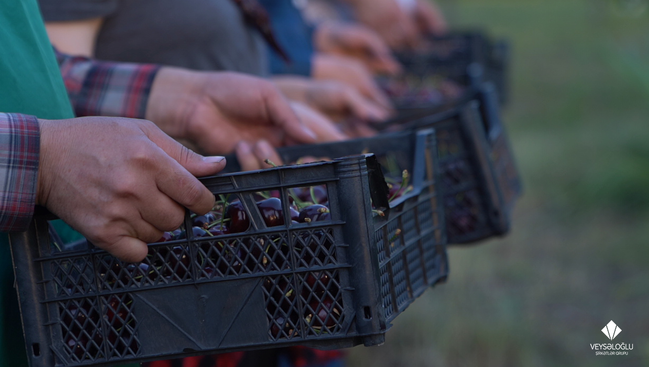 Veysəloğlu Şirkətlər Qrupu bu il yerli fermerlərdən 47 milyon manatlıq kənd təsərrüfatı məhsulu alıb