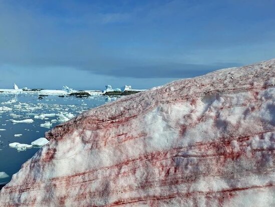 Antarktidaya qırmızı qar yağdı - FOTO