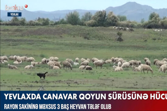 Yevlaxda canavar qoyun sürüsünə hücum edib - VİDEO