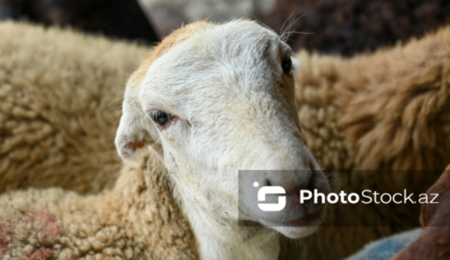 Göygöldə 60-dan çox qoyun oğurlandı: Hadisəni törədənlərin axtarışları davam edir