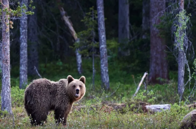 Ayı oğlu ilə dağda gəzən ananı parçaladı