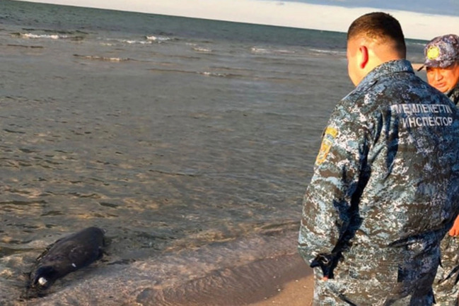 Xəzər sahilində daha 71 ölü suiti aşkarlanıb