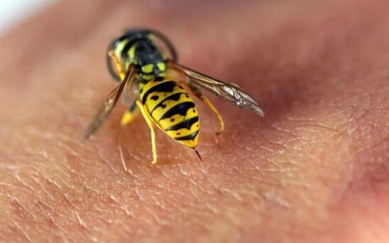 Qazaxda kişi arı sancmasından öldü