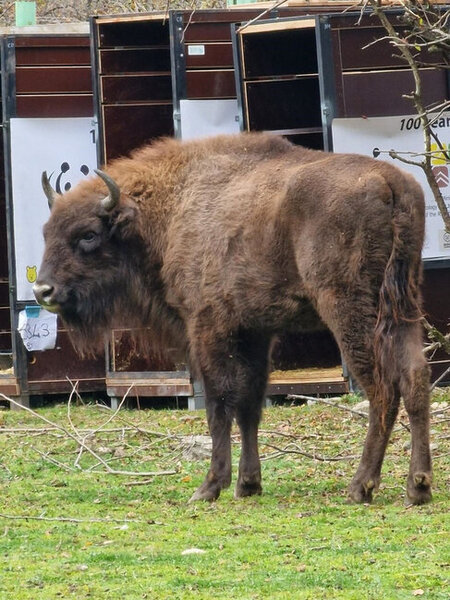 Azərbaycana daha 10 zubr gətirilib - FOTO