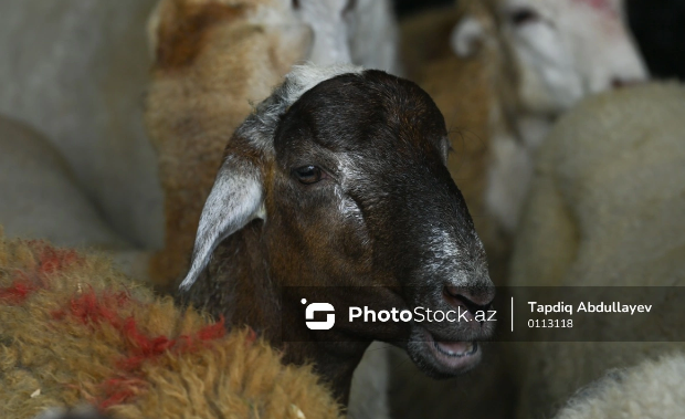 Cari ildə Azərbaycana qoyun idxalı iki dəfə artıb